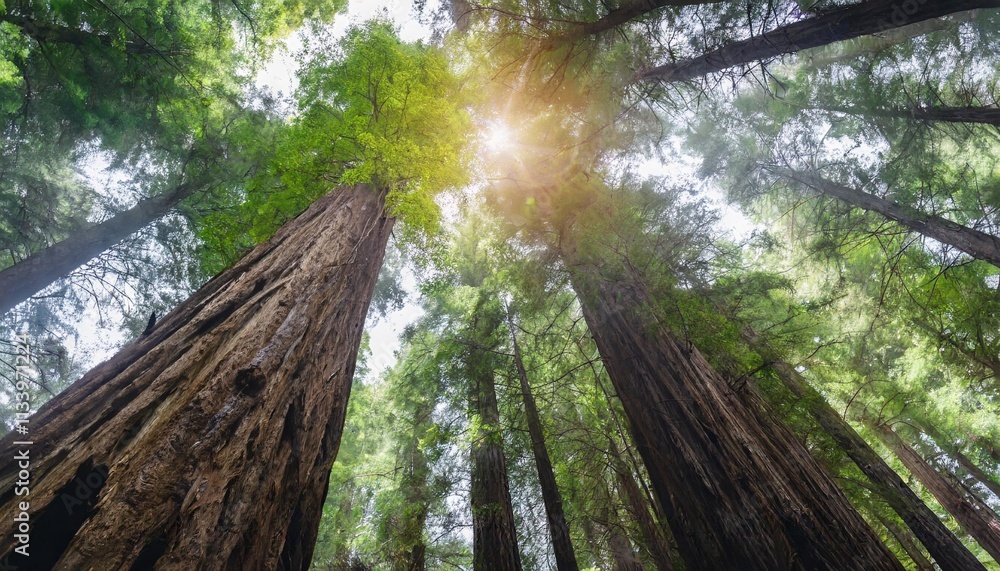 Towering Redwood Trees in Ancient Forest with Sunlight Filtering Through Canopy Towering Redwood Trees in Ancient Forest with Sunlight Filtering Through Canopy