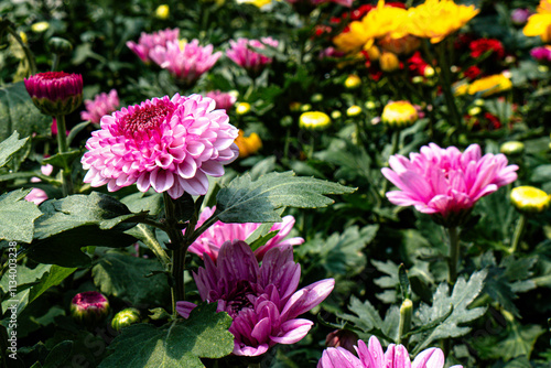 Tricolor Daisy Chrysanthemum (Pyrethrum Daisy) is an attractive and beautiful flower to add to your decoration.