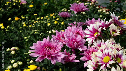 Tricolor Daisy Chrysanthemum (Pyrethrum Daisy) is an attractive and beautiful flower to add to your decoration.