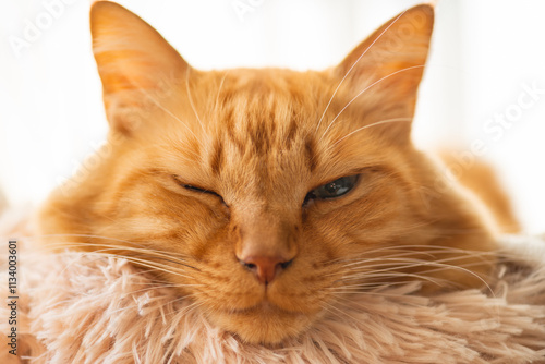 Wallpaper Mural 窓辺でくつろぐ可愛い猫　茶トラ猫 Torontodigital.ca