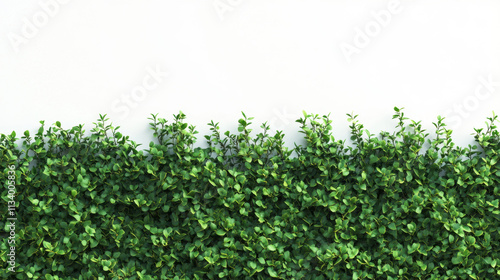 Bush or shrub wall isolated isolated on white background for graphic design.