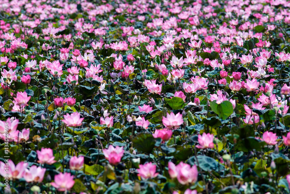 Fototapeta premium Vibrant Pink Lotus Flowers Blooming in Large Water Surface