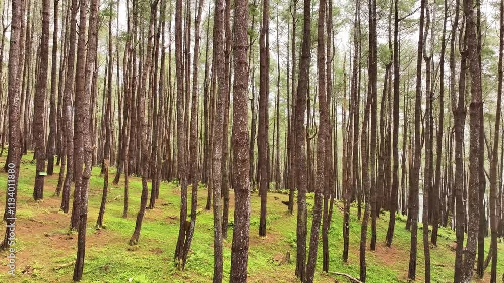This video shows the atmosphere of a pine forest with tall, lush trees and green grass on the ground This video shows the atmosphere of a pine forest with tall, lush trees and green grass on the ground