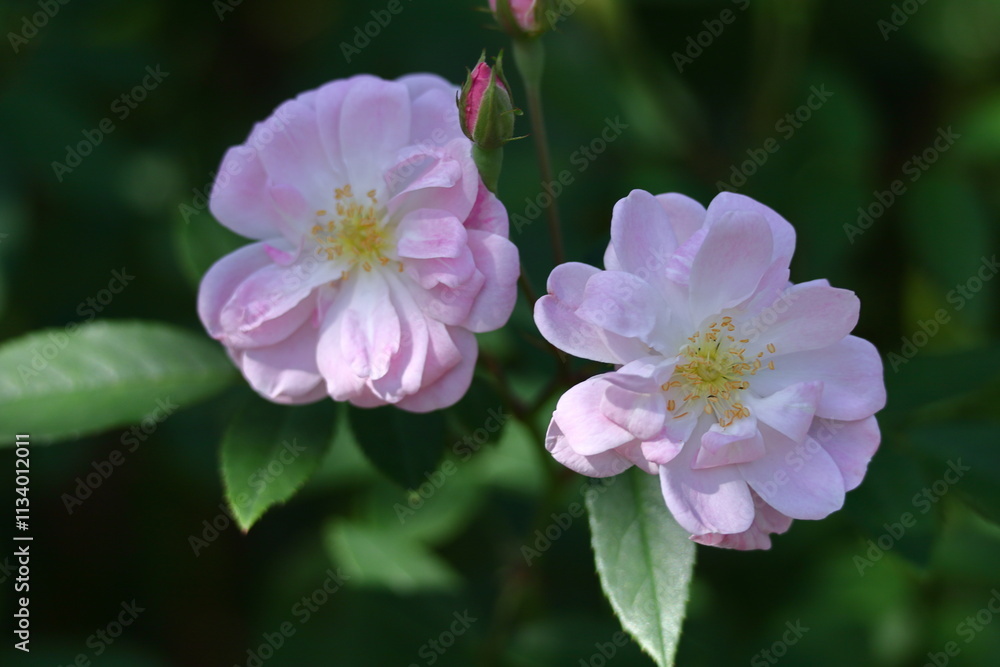 花の女王 花の女王