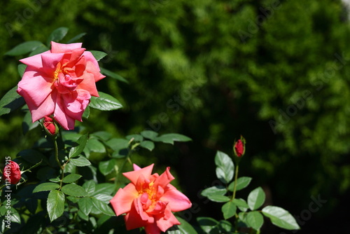 花の女王