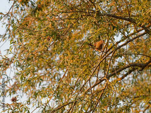 Kuckuck, Cuculus canorus photo