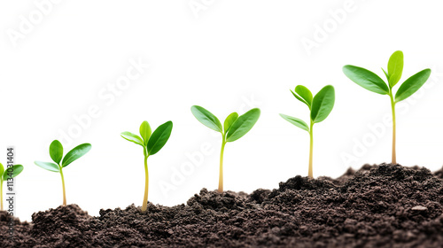 Young green sprouts growing in soil, white background. Fertile soil, stages of plant development. New improved concept.