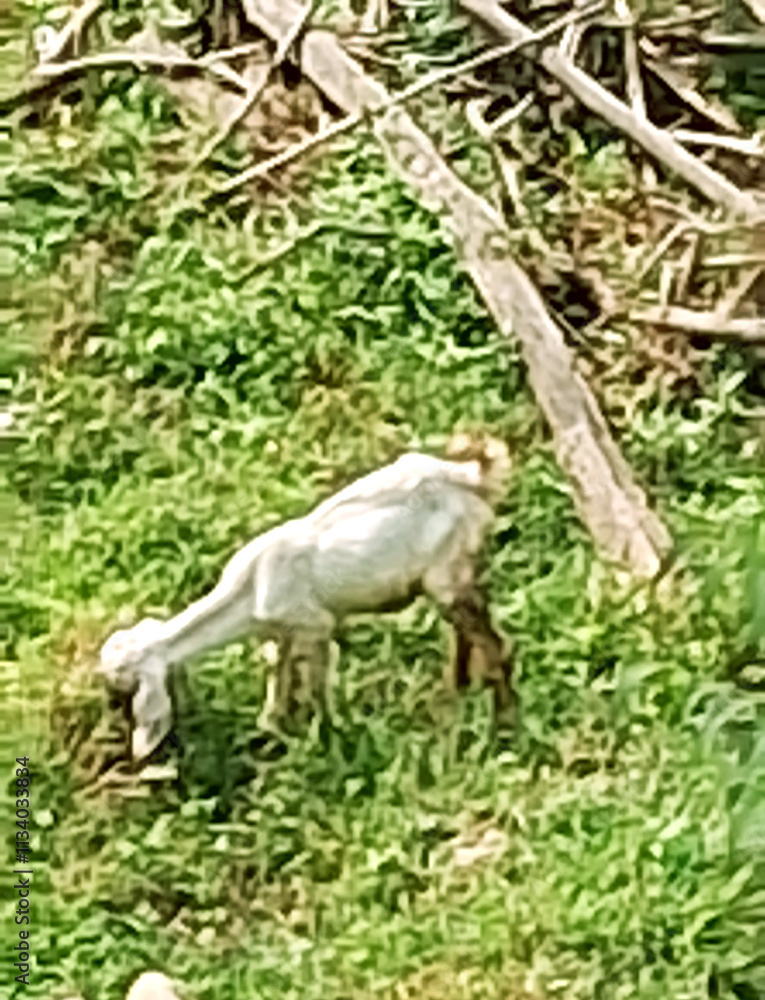 Fototapeta premium A goat grazes on lush green grass surrounded by a backdrop of branches. The scene captures a peaceful moment in a natural setting.