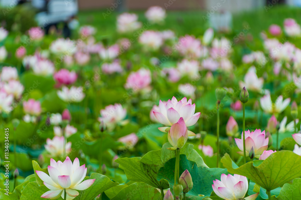ピンク色の蓮の花が咲き乱れる美しい蓮池 ピンク色の蓮の花が咲き乱れる美しい蓮池