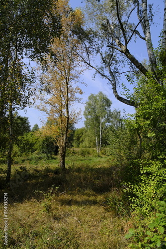 Landschaft im Zeitzer Forst bei Breitenbach nahe der Stadt Zeitz, Burgenlandkreis, Sachsen-Anhalt, Deutschland