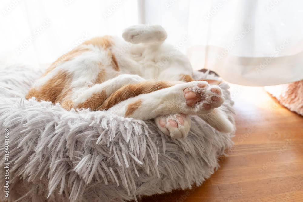 可愛い猫の足 茶トラ猫 可愛い猫の足 茶トラ猫