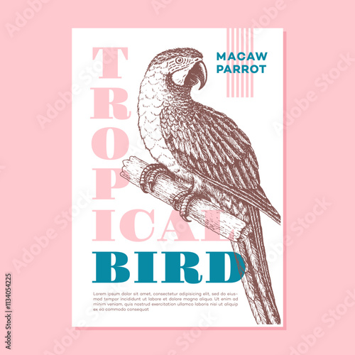Vintage parrot illustration