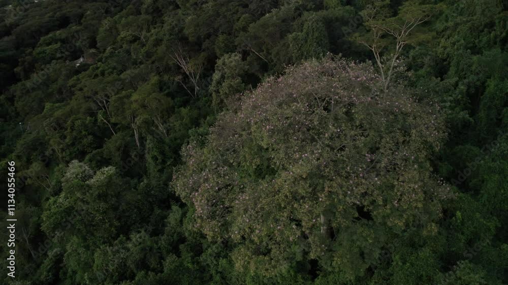 Beautiful tall tree with pink buds overlooking South American town - Aerial view Beautiful tall tree with pink buds overlooking South American town - Aerial view