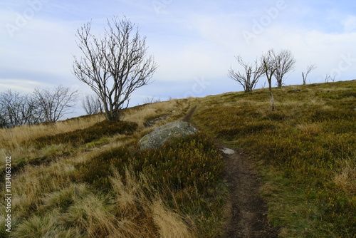 Rhönlandschaft zwischen Pferdskopf und Wasserkuppe, Gemeinde Poppenhausen, Biosphärenreservat Rhön, Hessen, Deutschland