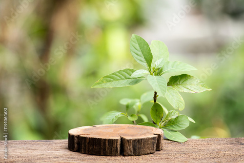 Peristrophe bivalvis green leaves or tree on natural background. photo