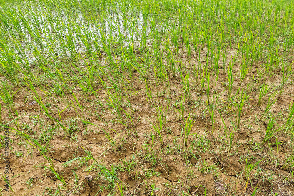 Artistic new rice plants in green plants, in the afternoon Artistic new rice plants in green plants, in the afternoon