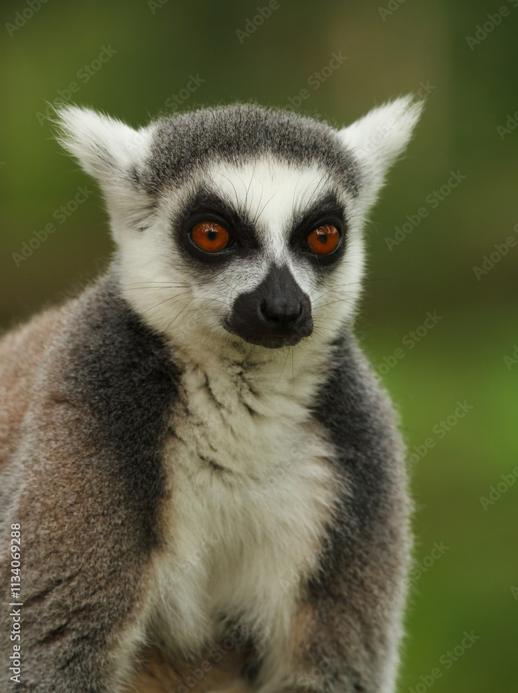 These cute monkeys species ring-tailed lemurs are in their natural environment