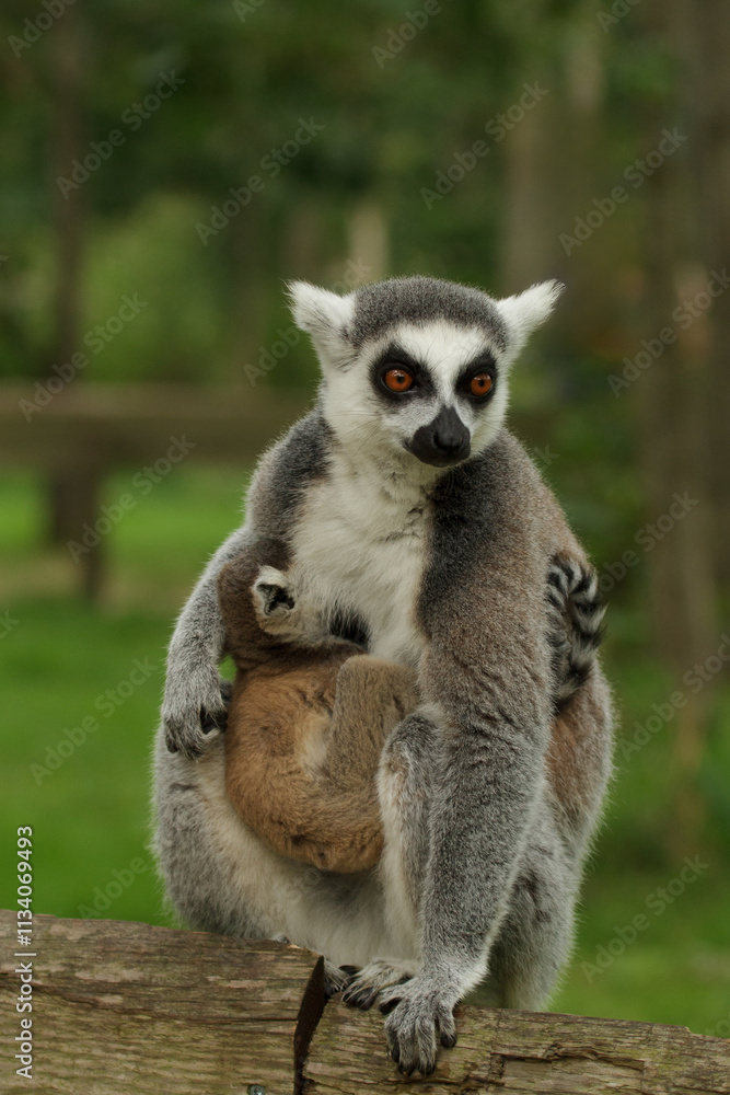 Obraz premium These cute monkeys species ring-tailed lemurs are in their natural environment