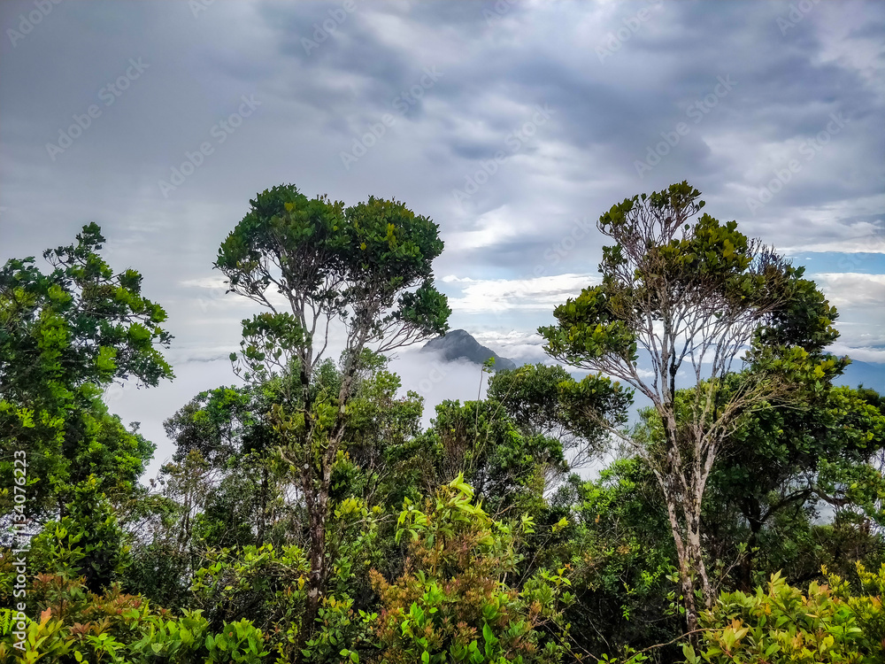 A mesmerizing view of the Kalimantan rainforest canopy, with tall trees and dense foliage silhouetted against a misty, blue-tinted sky, evoking a sense of mystery and tranquility A mesmerizing view of the Kalimantan rainforest canopy, with tall trees and dense foliage silhouetted against a misty, blue-tinted sky, evoking a sense of mystery and tranquility