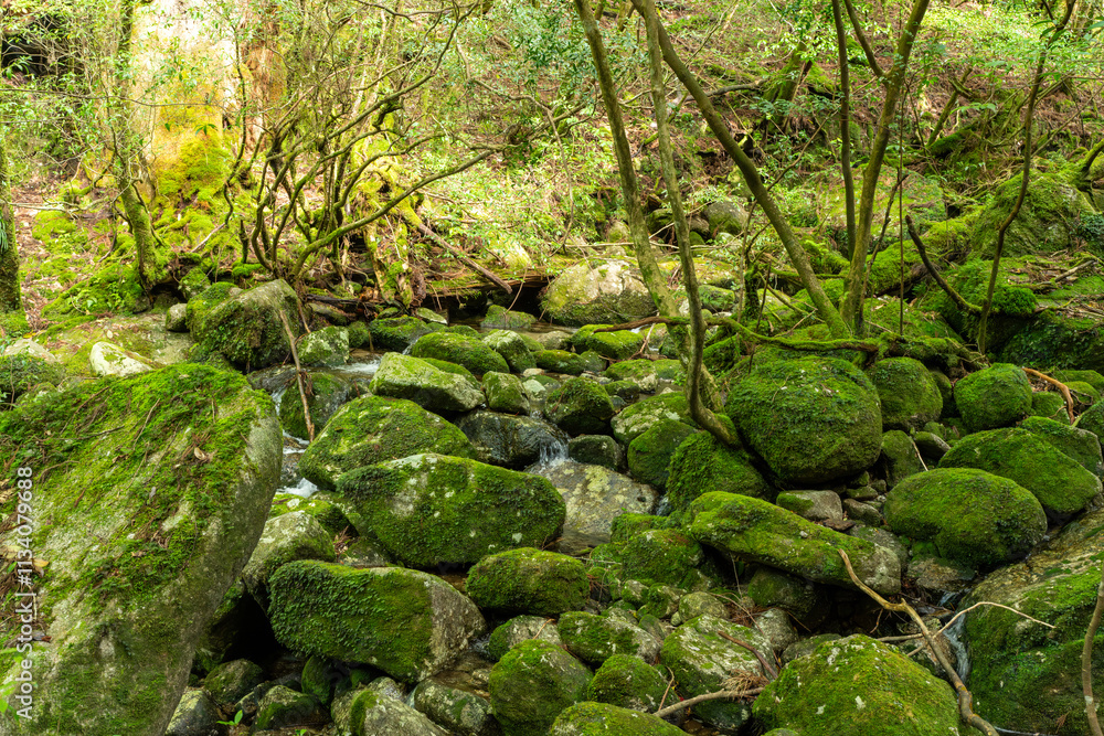 屋久島の苔の生えた石