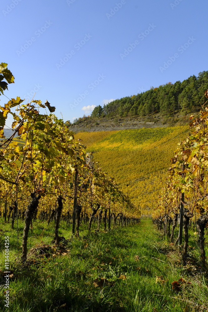Naklejka premium Weinberge bei Thüngersheim, Landkreis Main-Spessart, Unterfranken, Bayern, Deutschland