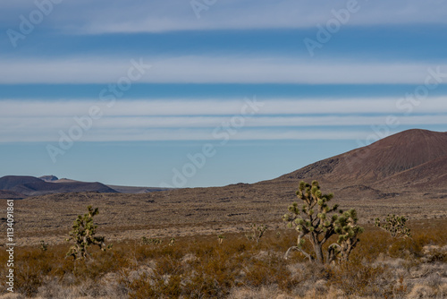 Cima volcanic field. Kelbaker Road, Mojave National Preserve. San Bernardino County, California. Mojave Desert / Basin and Range Province. ' Eastern ' Joshua trees  ( Yucca jaegeriana ) photo