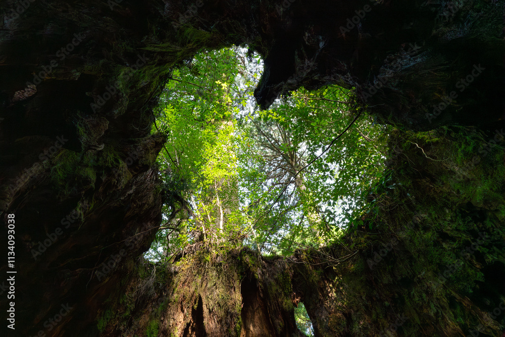 屋久島のウィルソン株