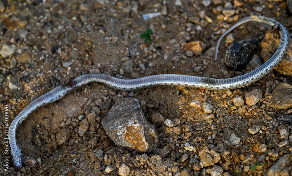 Obraz premium High resolution image close up of a dead small snake in the warm light of sunset