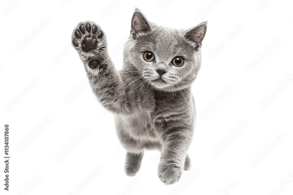 Playful Gray Kitten Waves Paw, Isolated on PNG Transparent Background Playful Gray Kitten Waves Paw, Isolated on PNG Transparent Background