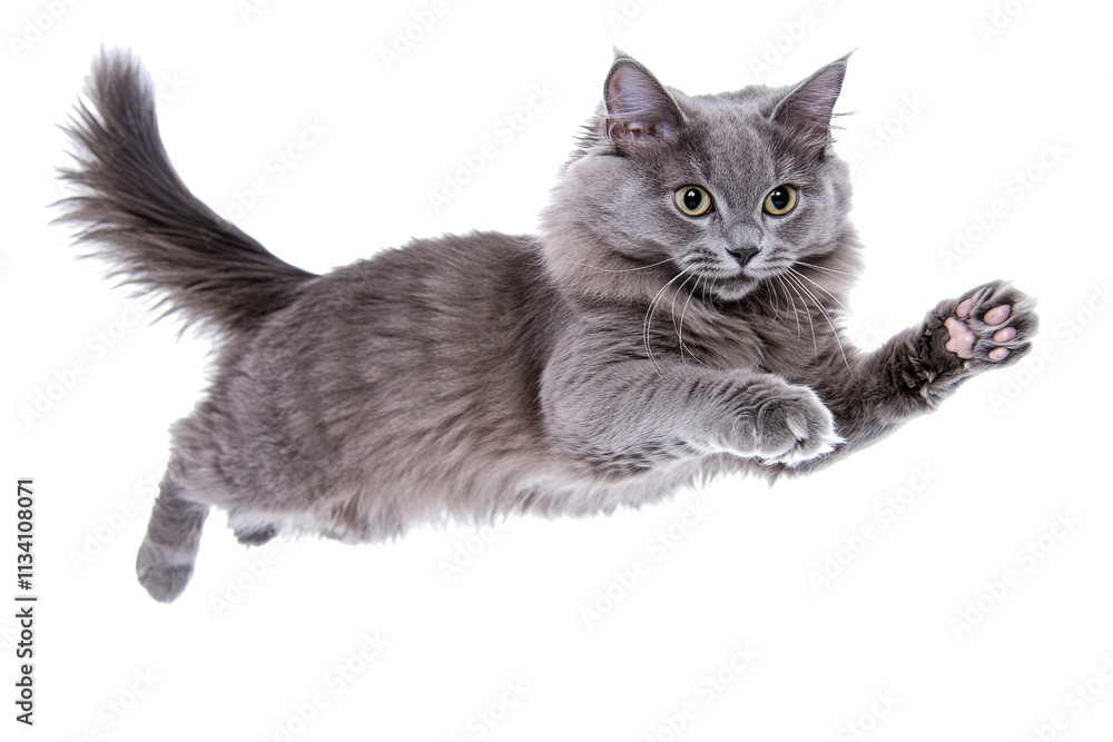 Obraz premium Gray Cat Leaps Playfully, Isolated on PNG Transparent Background