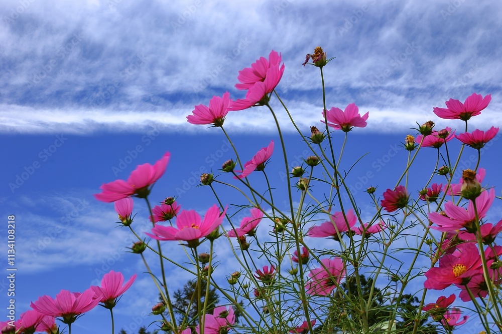 Obraz premium 秋空に映えるコスモス