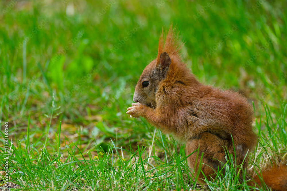Eurasisches Eichhörnchen, Eichhörnchen, Eichkater, Sciurus vulgaris Eurasisches Eichhörnchen, Eichhörnchen, Eichkater, Sciurus vulgaris