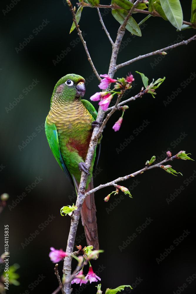 Φωτογραφία A cute Maroon-bellied Parakeet (Pyrrhura frontalis) on a branch with beautiful pink flowers the Atlantic Rainforest, Brazil