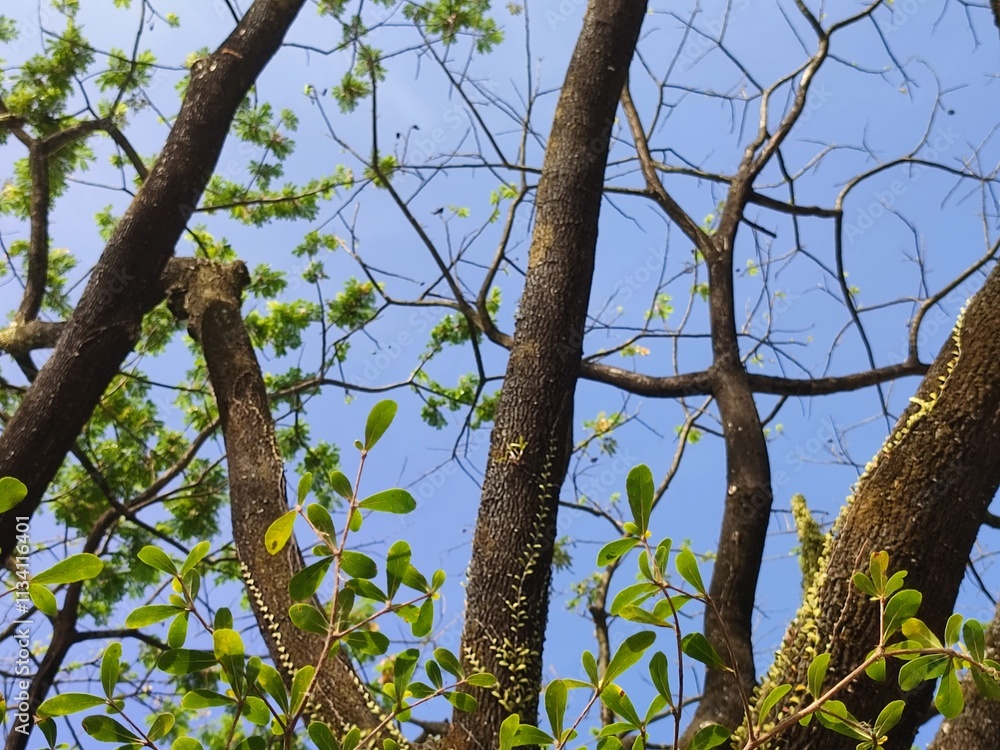Obraz premium Low Angle of tree branches and tree trunk. Tree molt in the dry season, beautifull tree branches against a blue sky.