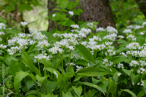 Bärlauch, Allium ursinum, im Auwald