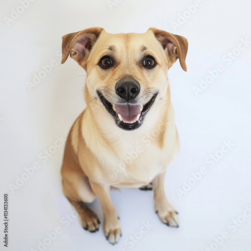 Happy medium sized tan dog sitting and smiling against white background, showcasing its playful and friendly nature. This adorable pet exudes joy and warmth