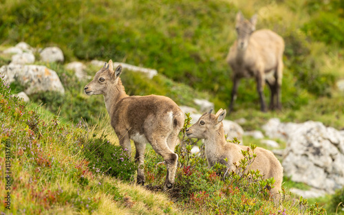 Steinbock jungtiere mit Mutter (Capra Ibex) photo