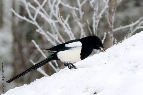 Photography Magpie