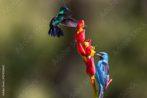 Male Blue Dacnis or Turquoise Honeycreeper (Dacnis cayana) with Violet-capped Woodnymph hummingbird eating nectar from a red flower in the Atlantic Rainforest of Brazil photo