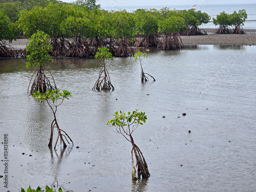 mangrove trees in tropical forest wetlands. biodiversity flora fauna vegetation on the coast, nature wildlife conservation ecology. beautiful views of natural ecosystems in Indonesia. photo