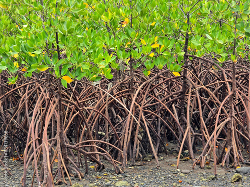 Red Mangrove or Rhizophora mucronata Poir, a plant planted on the coast to protect against the effects of erosion and abrasion in the sea. photo