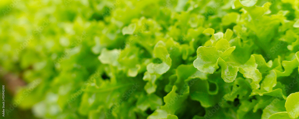 green leafy vegetables in garden,cover page,copy space green leafy vegetables in garden,cover page,copy space