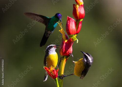 Bananaquit (Coereba flaveola) with colourful Violet-capped Woodnymph hummingbird (Thalurania glaucopis) approaching a red flower in the Atlantic Rainforest of Brazil photo