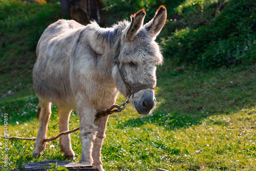 Canvas Print animal theme creature tied by chain zoo cruelty farming activity donkey portrait