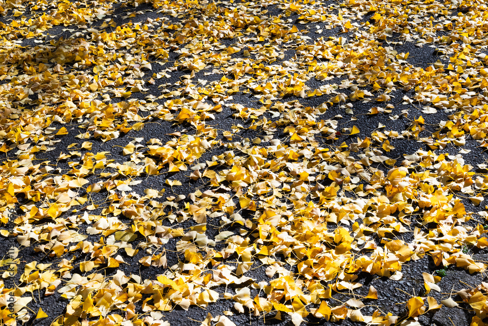 イチョウの木の秋の紅葉 イチョウの木の秋の紅葉