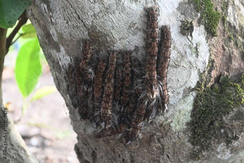 a group of brown hairy caterpillars (insect larvae) attached to a tree trunk. photo