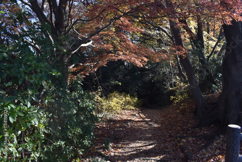 Forest Scene-36