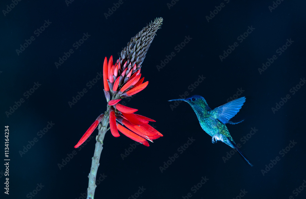 Obraz premium Colourful Violet-capped Woodnymph hummingbird (Thalurania glaucopis) approaching a red flower in the Atlantic Rainforest of Brazil. Dark or black background.
