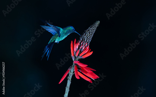 Colourful Violet-capped Woodnymph hummingbird (Thalurania glaucopis) approaching a red flower in the Atlantic Rainforest of Brazil. Dark or black background. photo