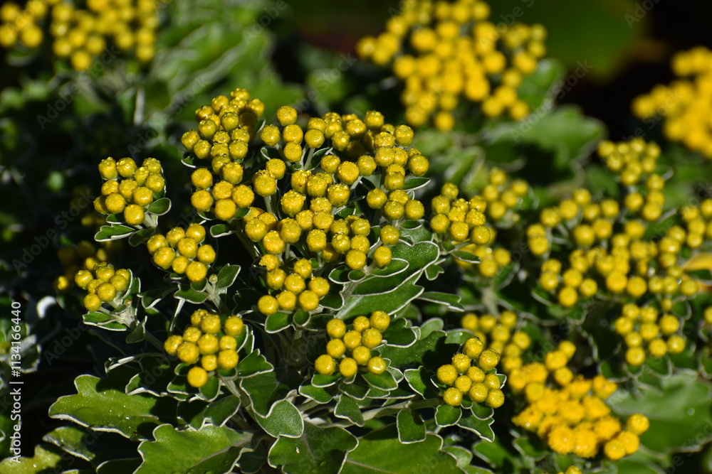 Yellow Flower-12 Yellow Flower-12